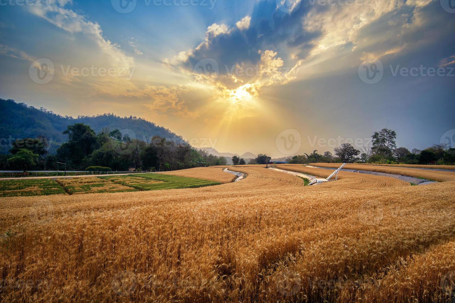 Golden wheat field with sun rays through clouds in hot summer sun in evening time. The field with young rye or wheat in sunset. photo