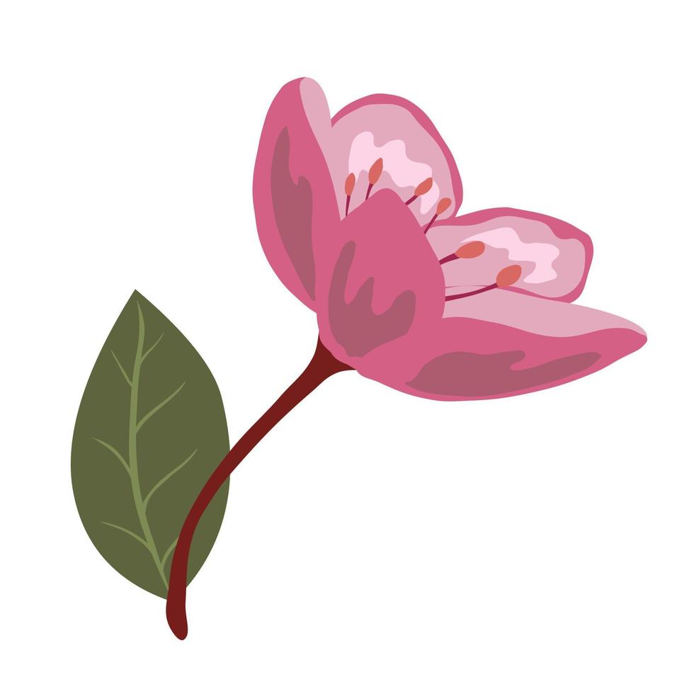 Cute spring cherry blossom vector isolated illustration