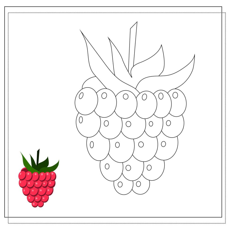 Page of the coloring book, raspberry. Color version and sketch. Coloring book for kids vector