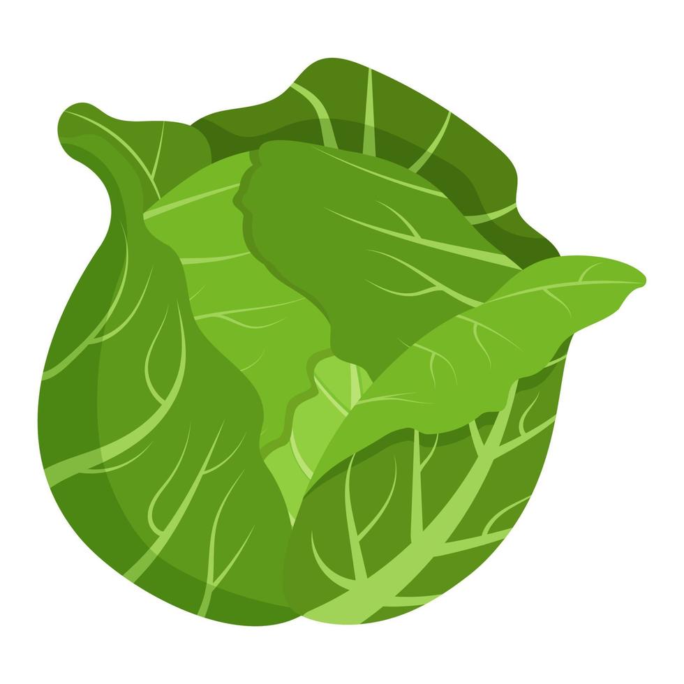 Whole green cabbage isolated on background. Flat vector illustration ...