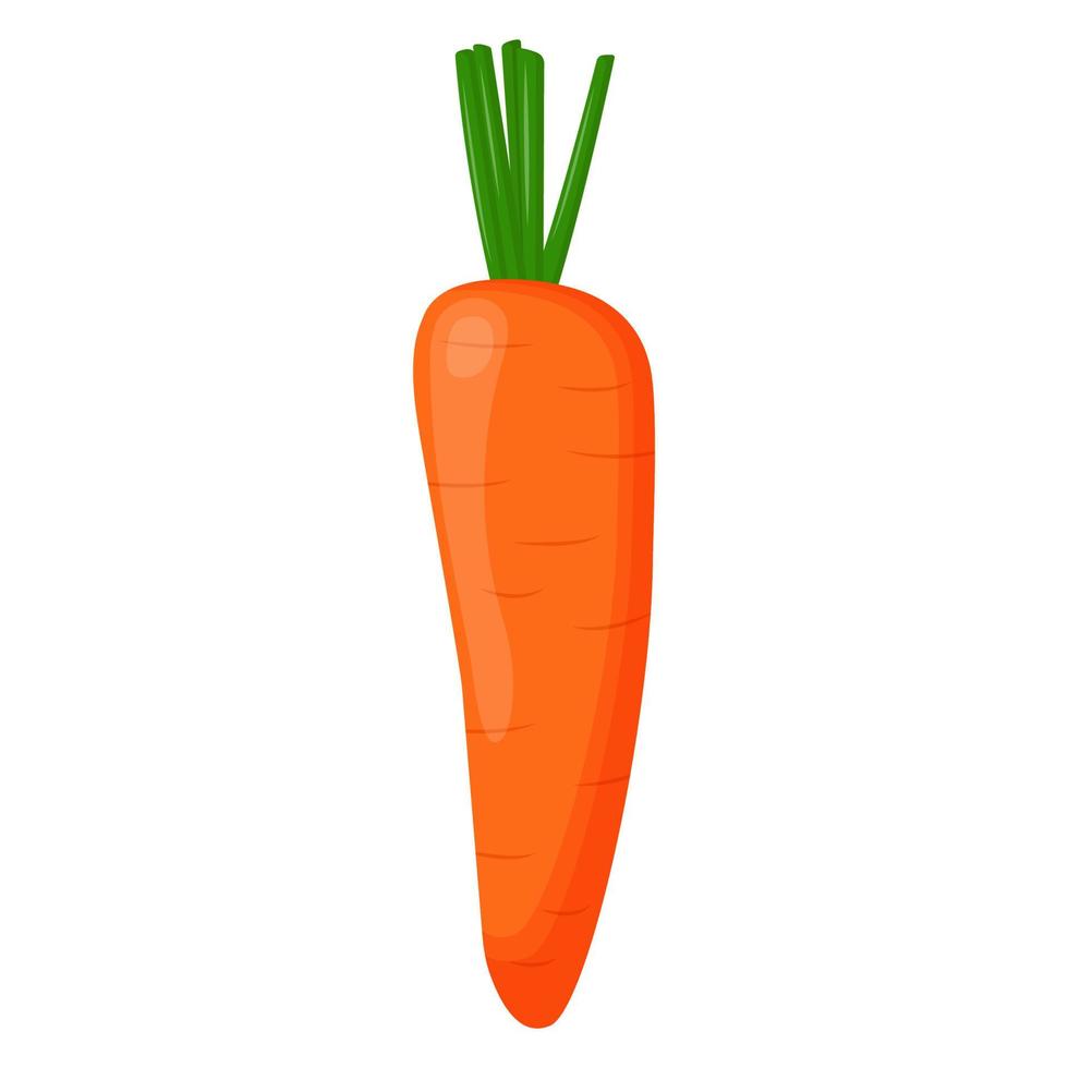 Whole carrot isolated on background. Flat vector illustration.