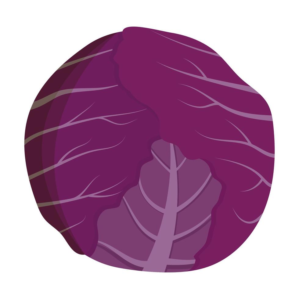 Whole red cabbage isolated on background. Flat vector illustration.