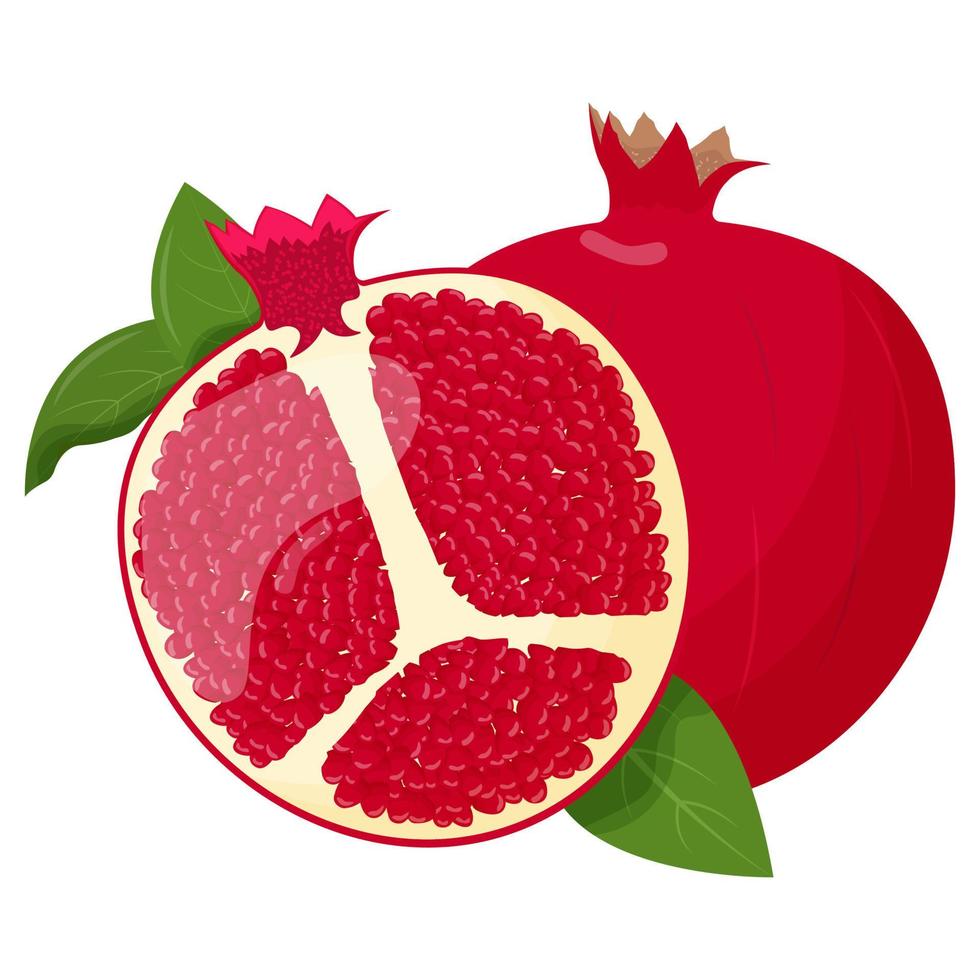 Whole pomegranate isolated on white background. Flat vector illustration.