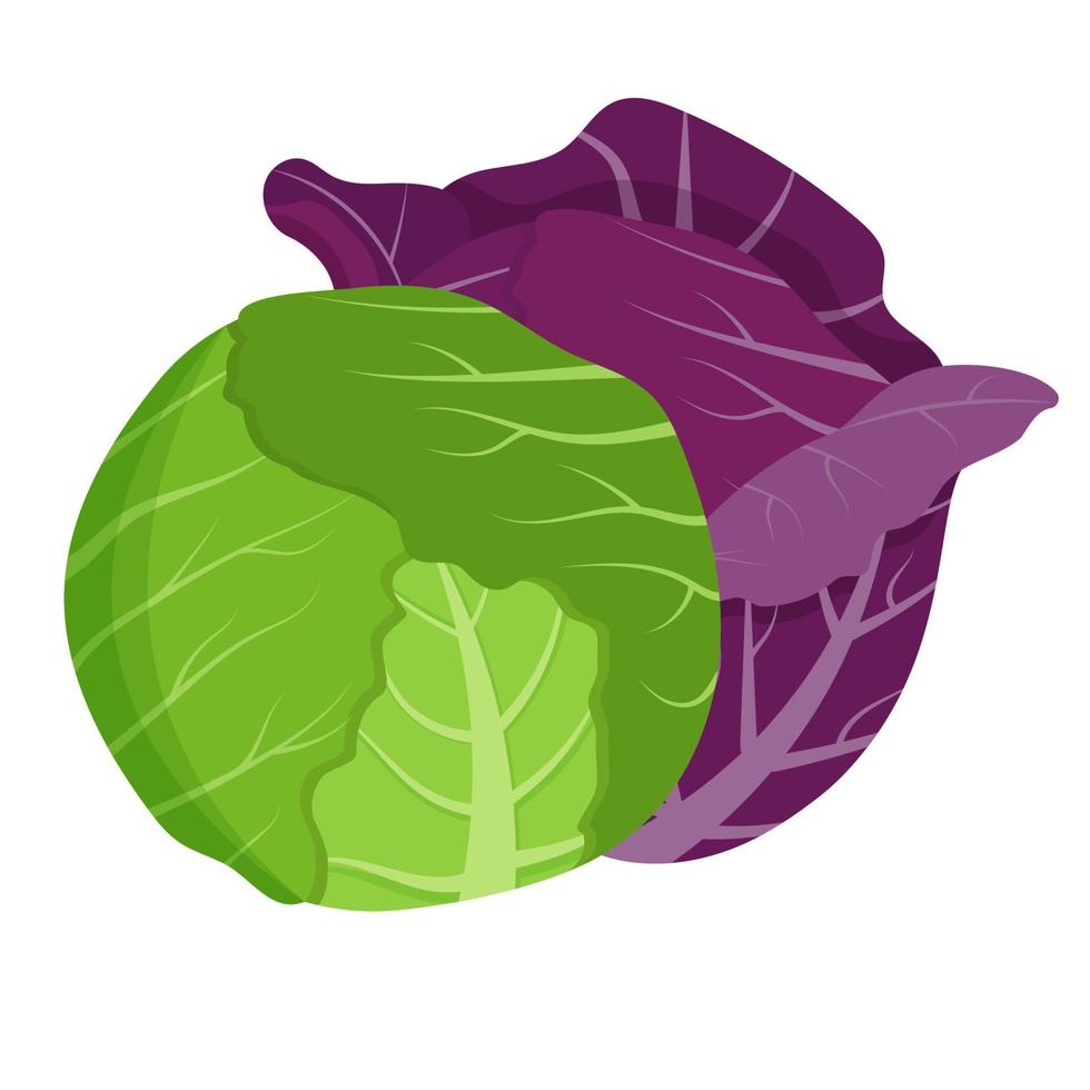 Whole red and green cabbage isolated on background. Flat vector illustration.