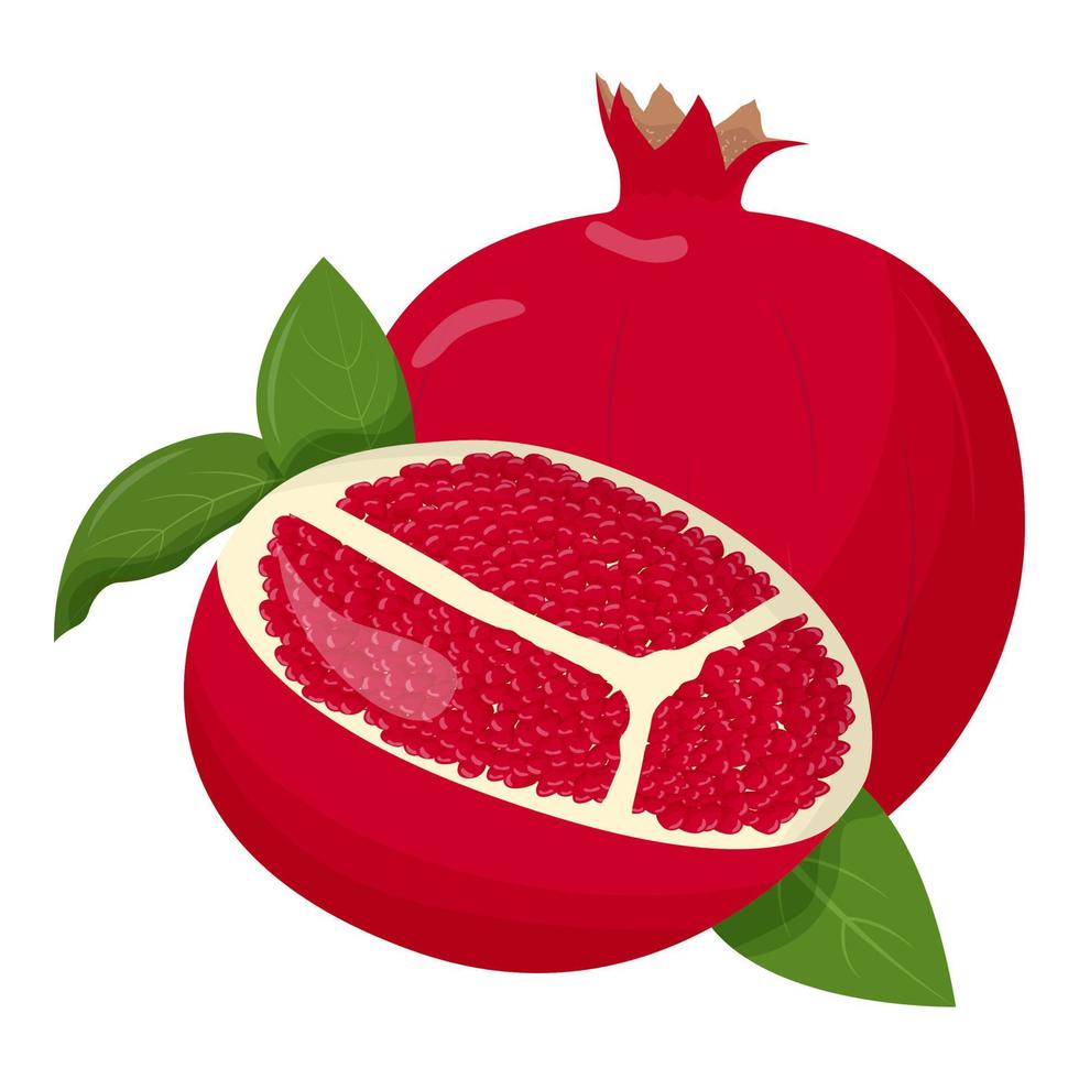 Whole pomegranate isolated on white background. Flat vector illustration.