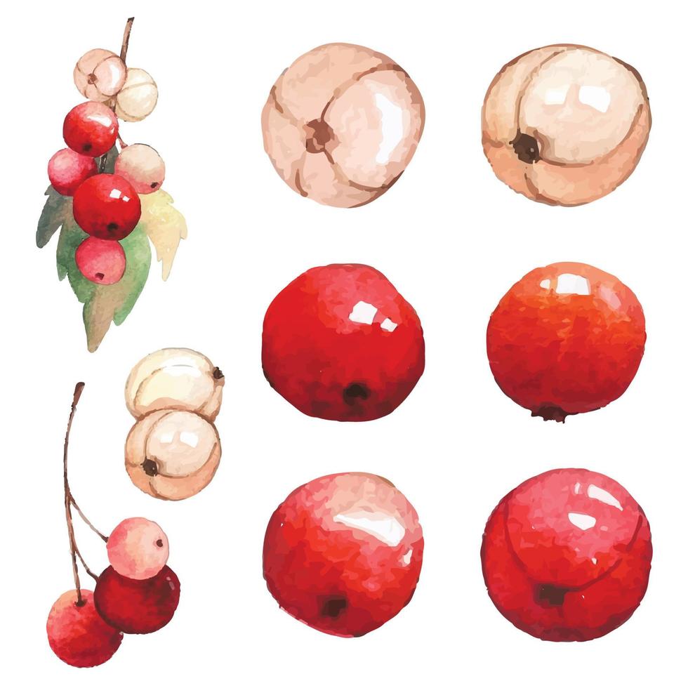 Set of watercolor cranberry for design. Vector illustration.