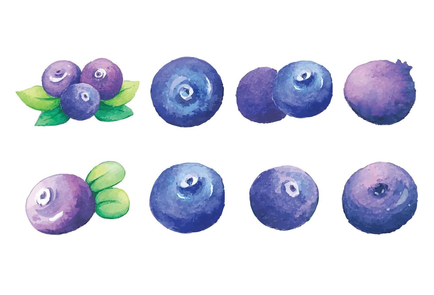 Set of watercolor blueberry for design. Vector illustration.