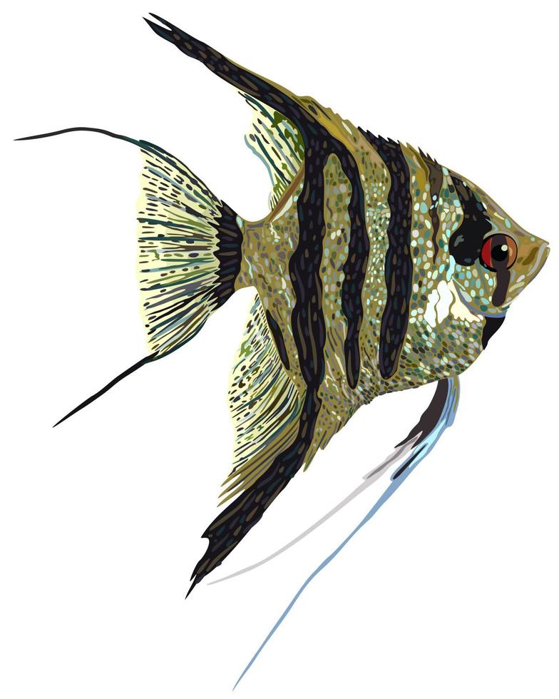 Vector isolated illustration of decorative angelfish.