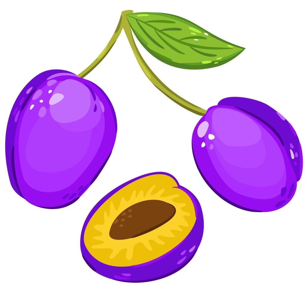 Vector isolated bright illustration of plums.