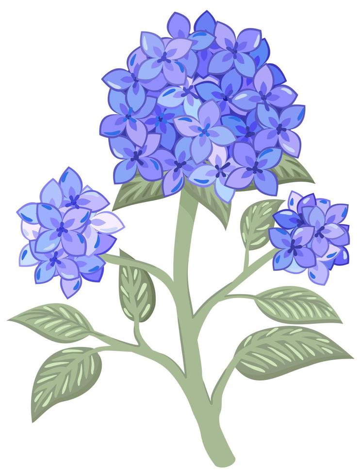 Vector isolated illustration of branch of hydrangea.