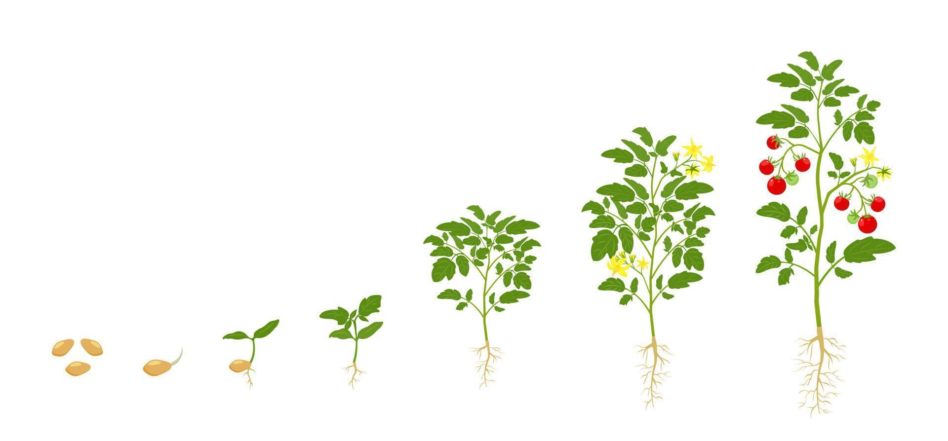 Tomato growth. Stages of growing vegetables from seed to flowering and harvest. vector