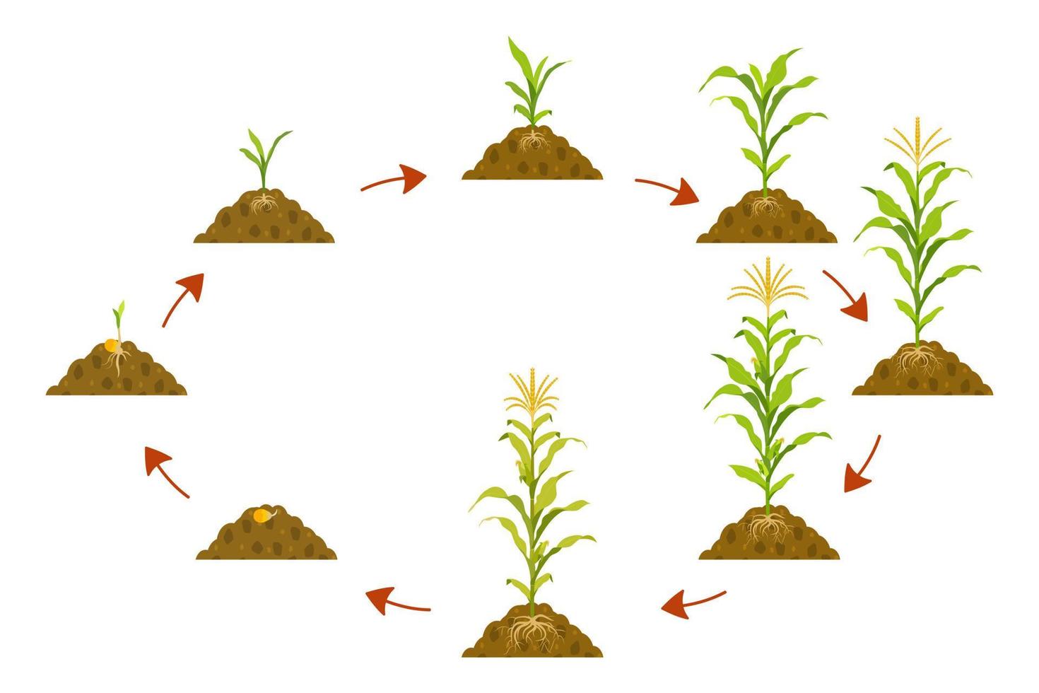 ciclo de crecimiento del maíz en círculo con punteros de flechas. etapas de crecimiento del cultivo desde la semilla hasta la cosecha. vector