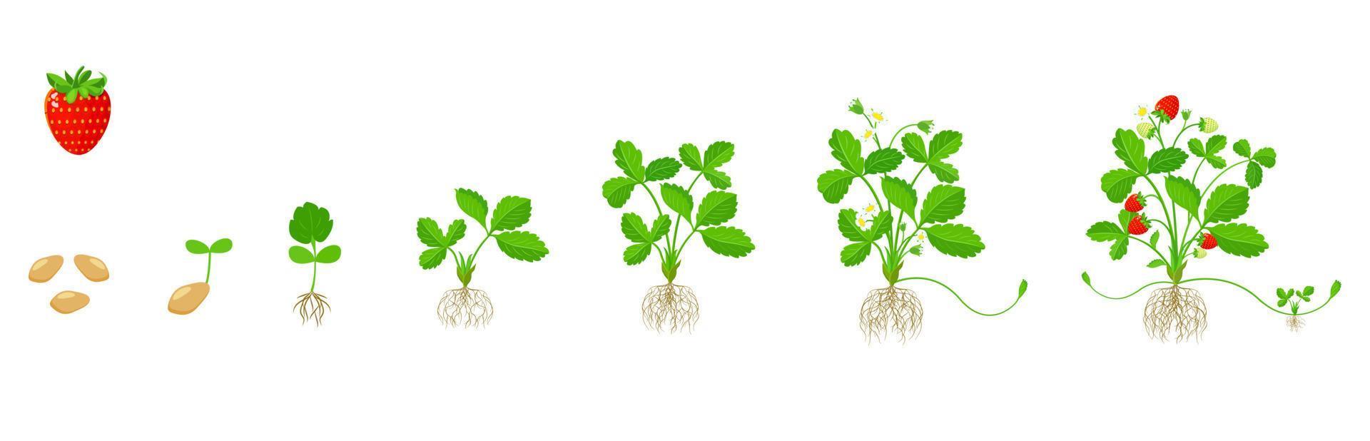 Strawberry growth cycle. Stages of growing fruit plants from germination to maturity. vector