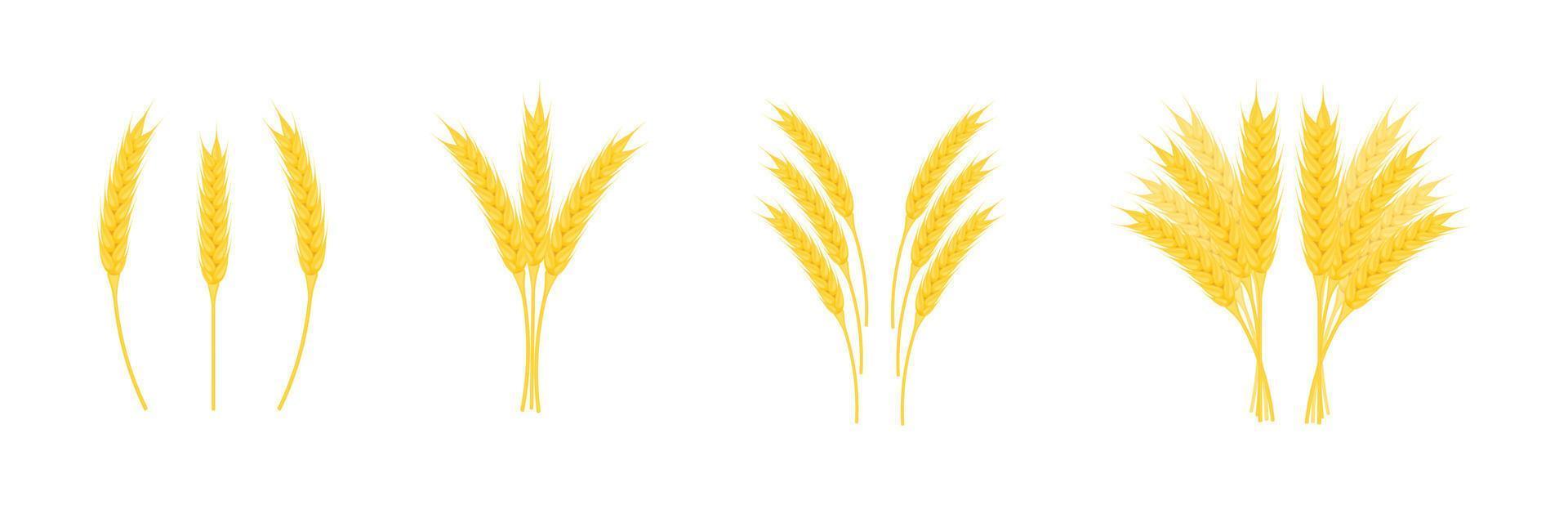 Ears wheat with grains of different shapes isolated on white background. vector