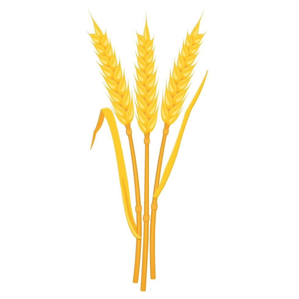 Wheat yellow ears with leaves. Stems of cereal plants. Oat harvest. vector