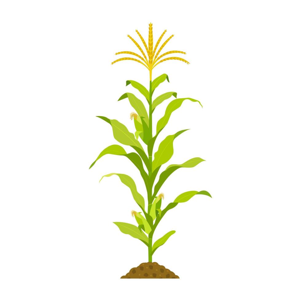 Growing corn with stalk and cobs isolated on white. Vector illustration of cereal crop with leaves.