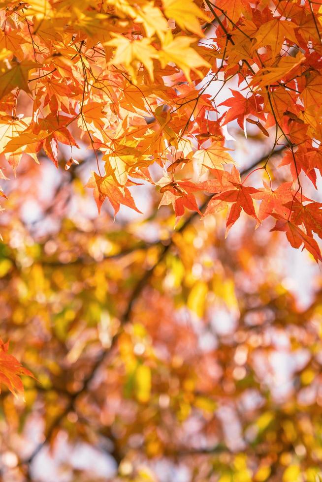 Beautiful maple leaves in autumn sunny day in foreground and blurry background in Kyushu, Japan. No people, close up, copy space, macro shot. photo