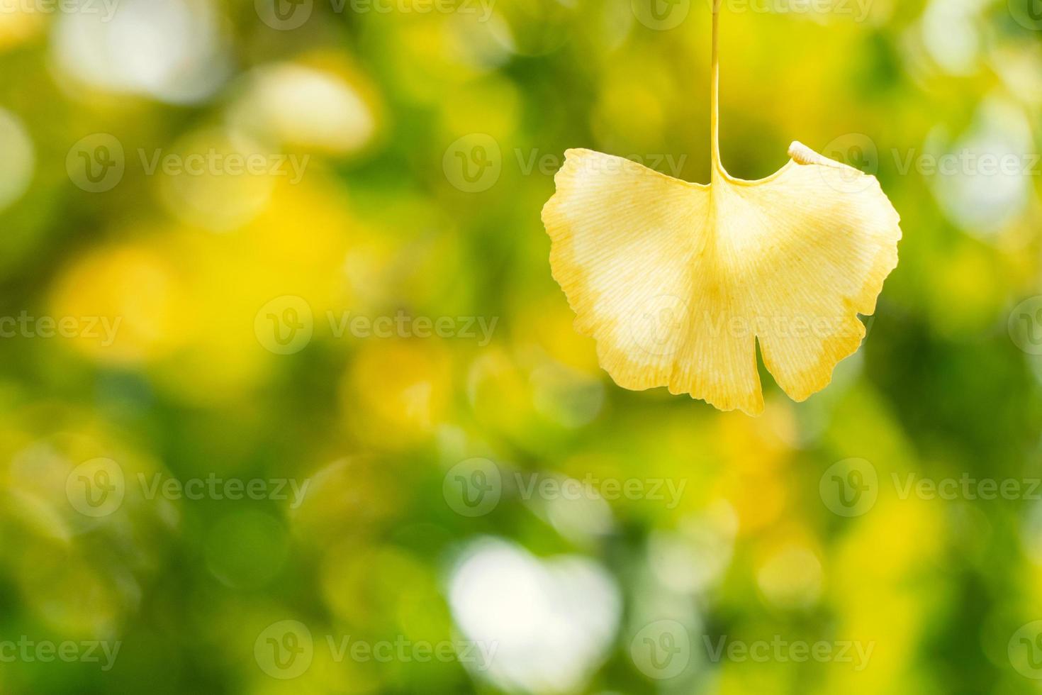 concepto de diseño: hermoso ginkgo amarillo, hoja de árbol de gingko biloba en la temporada de otoño en un día soleado con luz solar, primer plano, bokeh, fondo borroso. foto