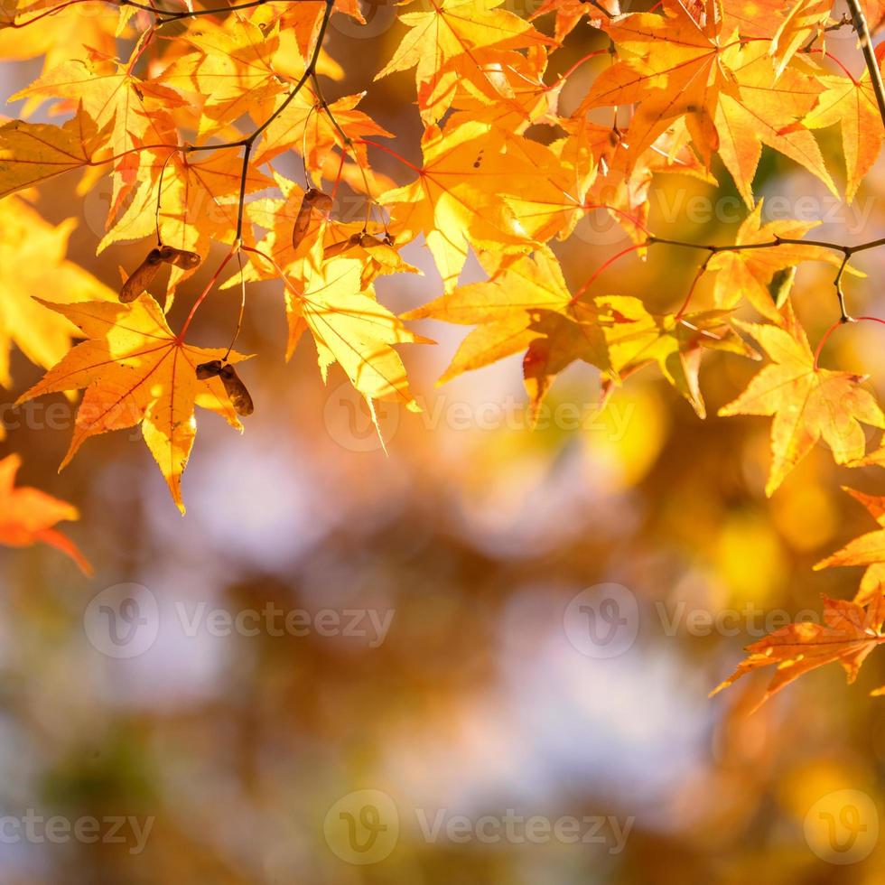 Beautiful maple leaves in autumn sunny day in foreground and blurry background in Kyushu, Japan. No people, close up, copy space, macro shot. photo