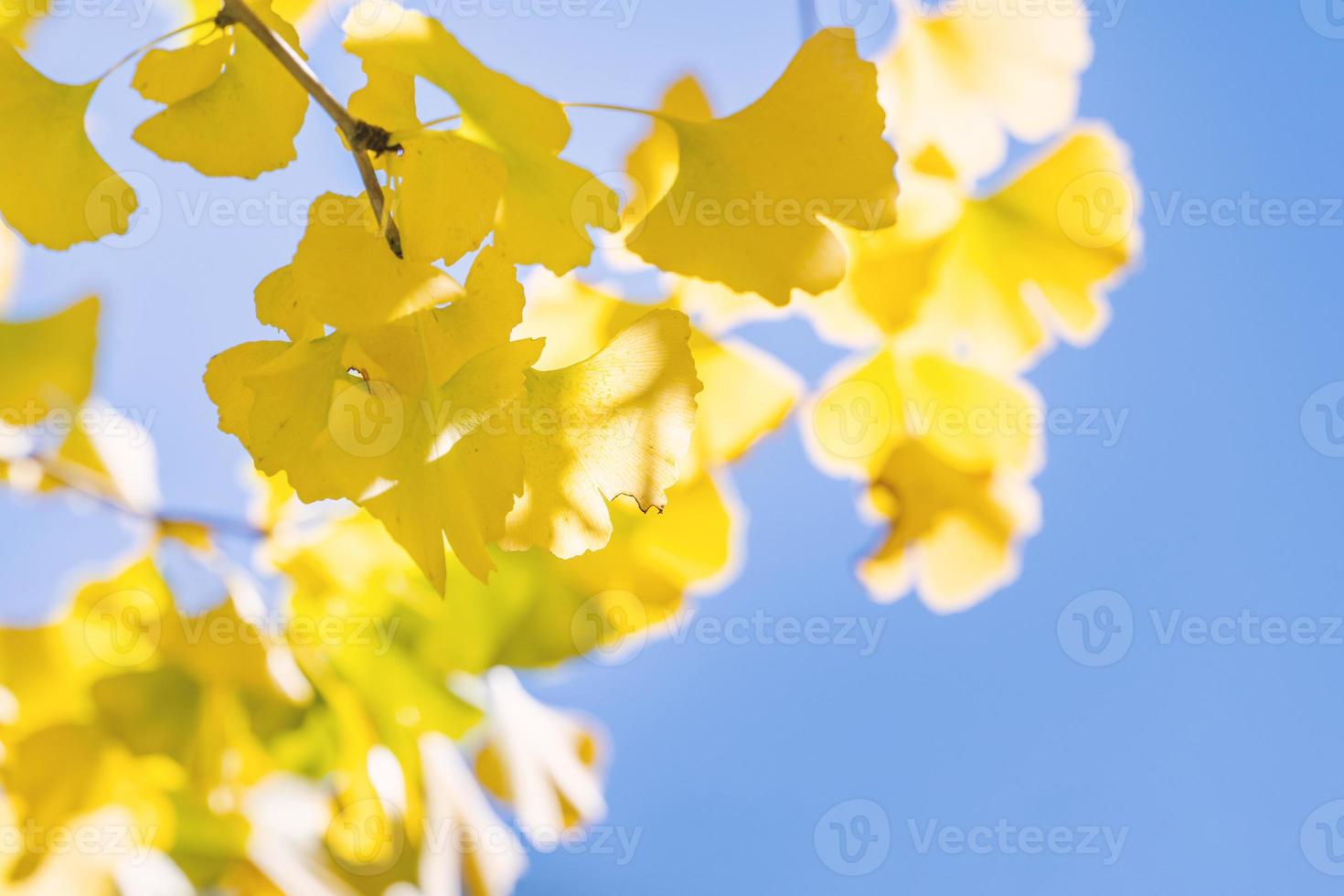 Design concept - Beautiful yellow ginkgo, gingko biloba tree leaf in autumn season in sunny day with sunlight, close up, bokeh, blurry background. photo