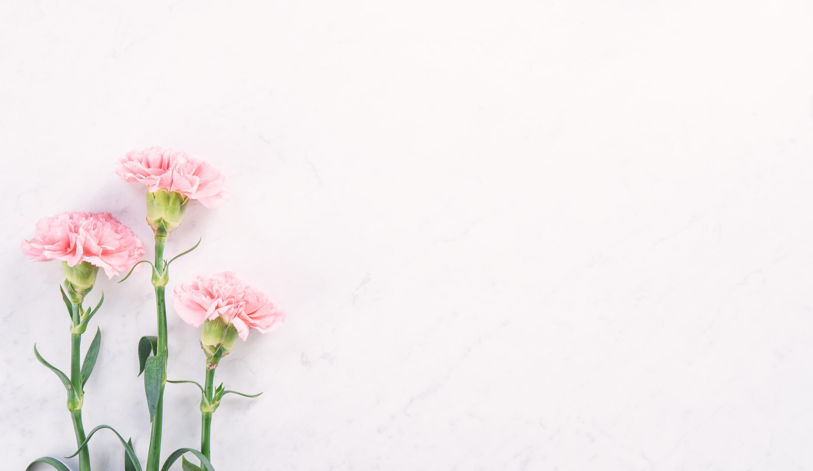 Beautiful, elegant pink carnation flower over bright white marble table