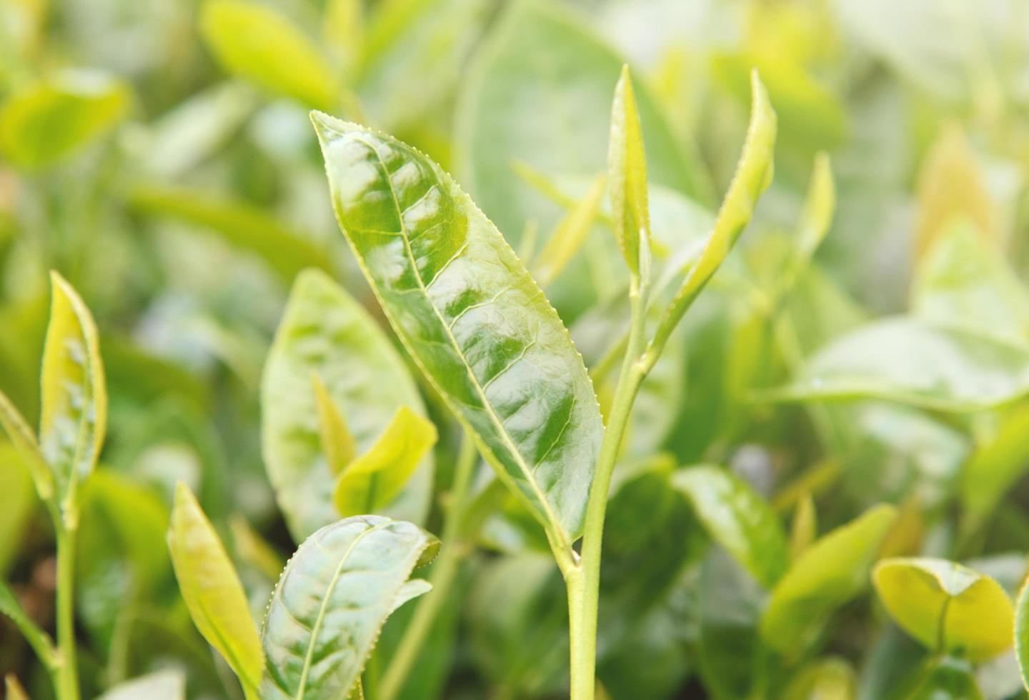 Beautiful green tea crop leaf in the morning with sun flare sunlight, fresh sprout on the tree plant design concept, close up, macro. photo