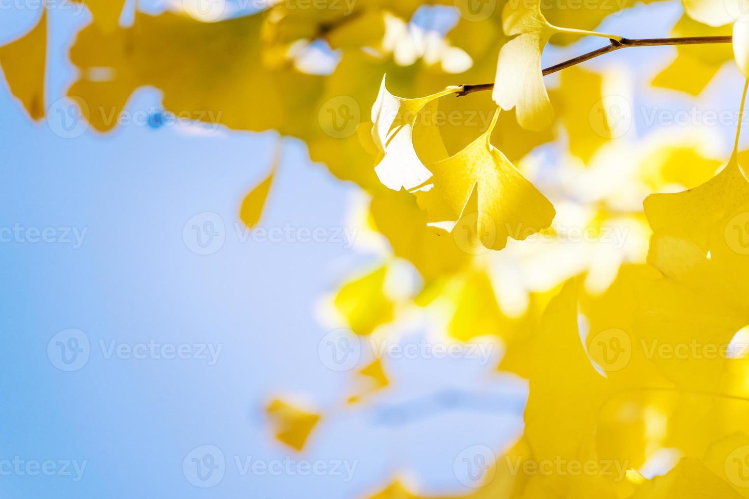 concepto de diseño: hermoso ginkgo amarillo, hoja de árbol de gingko biloba en la temporada de otoño en un día soleado con luz solar, primer plano, bokeh, fondo borroso. foto