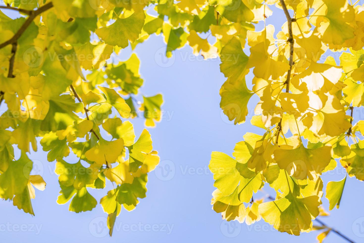 concepto de diseño: hermoso ginkgo amarillo, hoja de árbol de gingko biloba en la temporada de otoño en un día soleado con luz solar, primer plano, bokeh, fondo borroso. foto