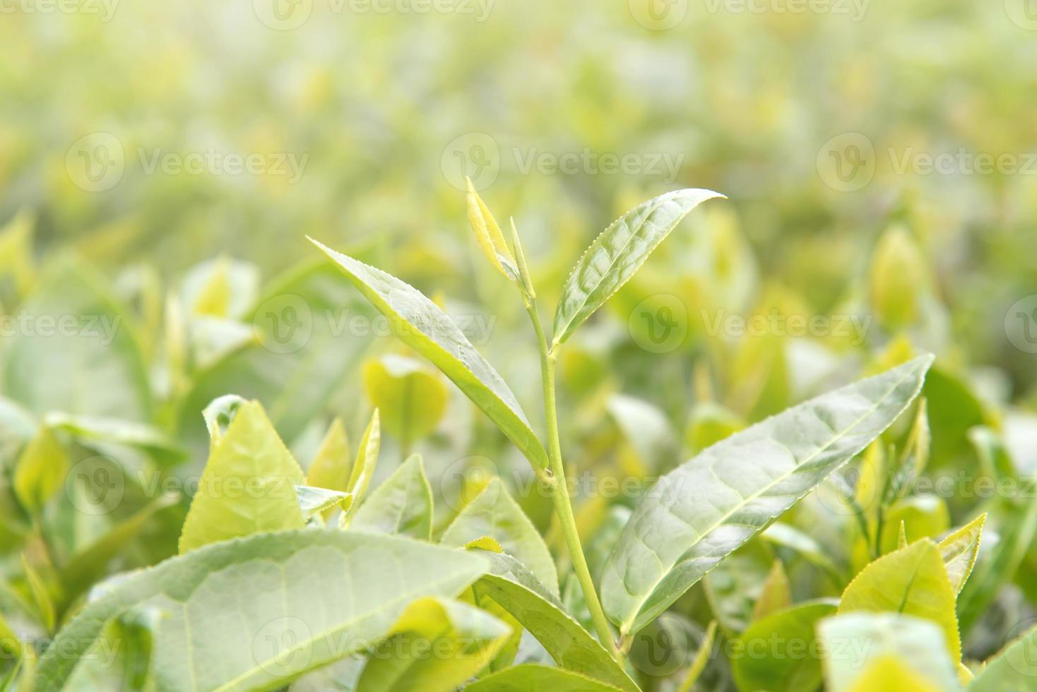 Beautiful green tea crop leaf in the morning with sun flare sunlight, fresh sprout on the tree plant design concept, close up, macro. photo