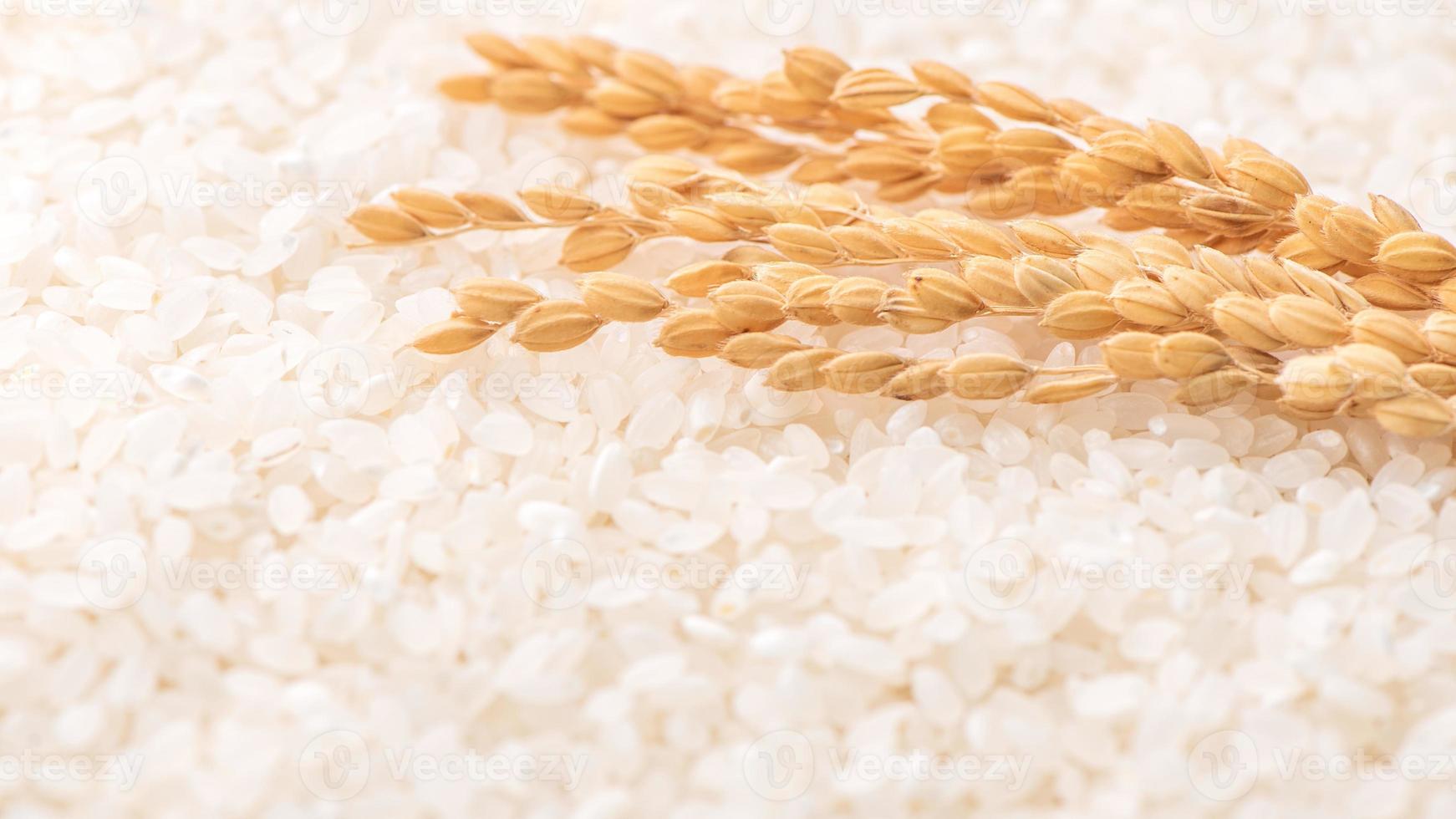 Raw white polished milled edible rice crop on white background in brown bowl, organic agriculture design concept. Staple food of Asia, close up. photo