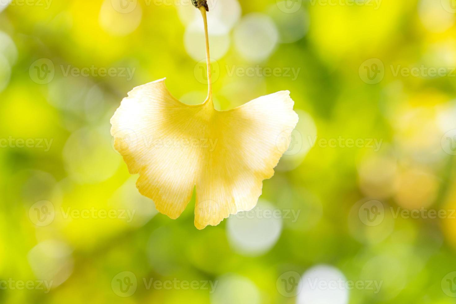 concepto de diseño: hermoso ginkgo amarillo, hoja de árbol de gingko biloba en la temporada de otoño en un día soleado con luz solar, primer plano, bokeh, fondo borroso. foto