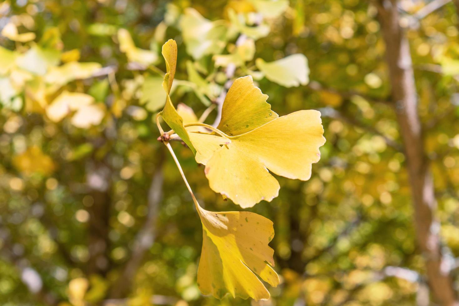 Design concept - Beautiful yellow ginkgo, gingko biloba tree leaf in autumn season in sunny day with sunlight, close up, bokeh, blurry background. photo