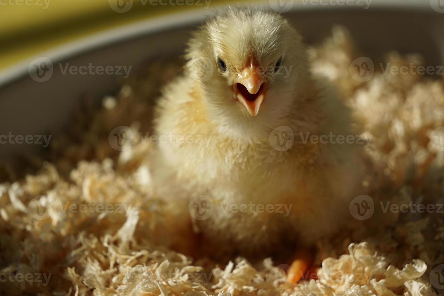 Selective Focus Of Yellow Chick With Open Beak. photo