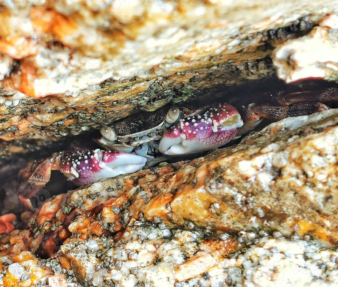 small crab hidden in the rocks photo