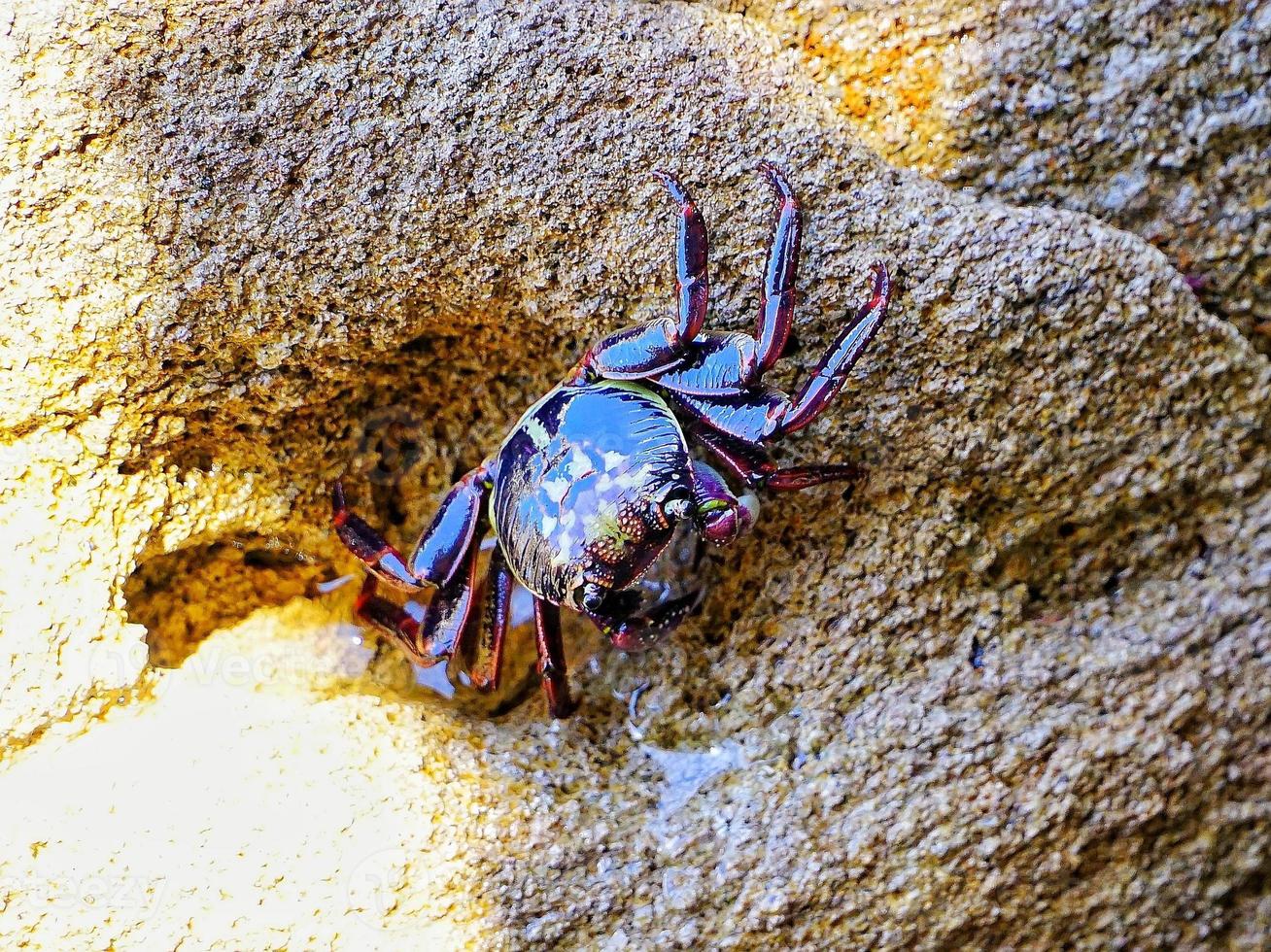 Close up to a crab photo