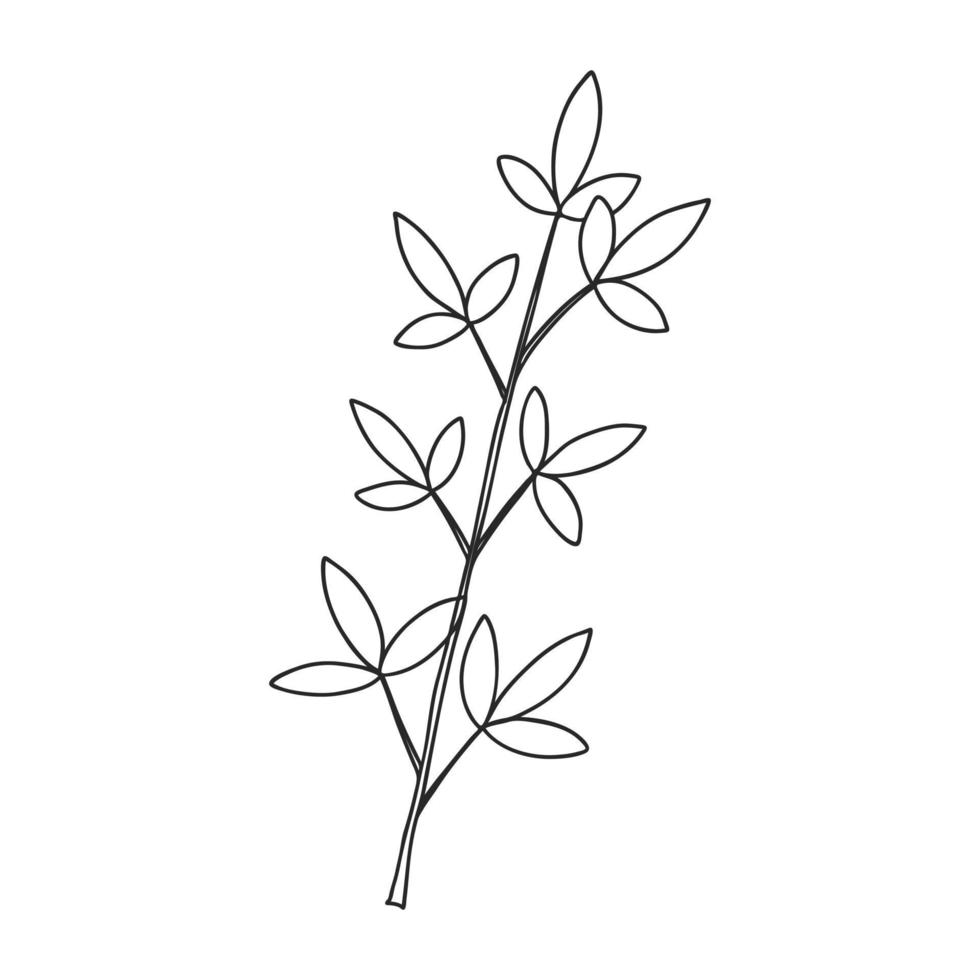 A sprig of plants with leaves on the stem. Botanical decorative element. Simple black and white vector illustration drawn by hand, isolated on a white background.