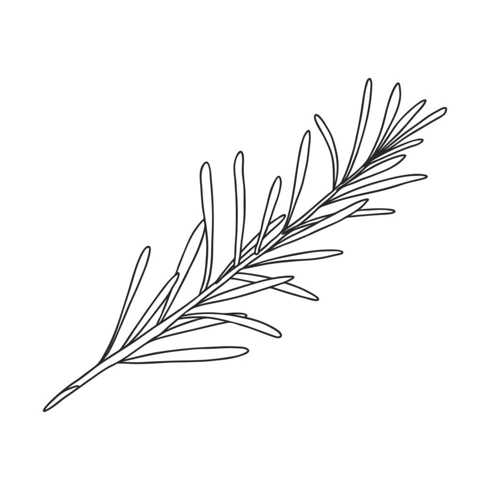 A sprig of rosemary with leaves on the stem. Botanical design element for decorating menus and recipes. Simple black and white vector illustration drawn by hand, isolated on a white background.