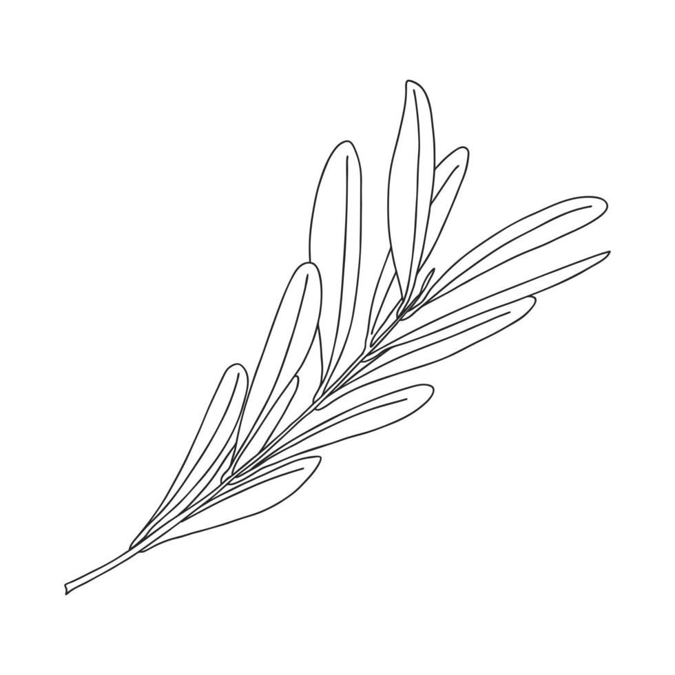 Olive tree branch with leaves. Botanical design element for magazines, articles and brochures, menus and recipes. Simple black white vector illustration, hand drawn, isolated on a white background.