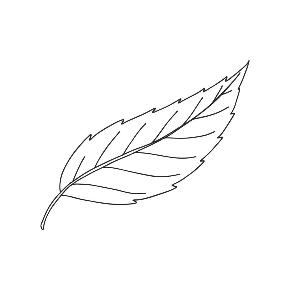 An ordinary leaf of a plant. Botanical decorative element for the design of articles, magazines, recipes and menus. Simple black white vector illustration, hand drawn, isolated on a white background.