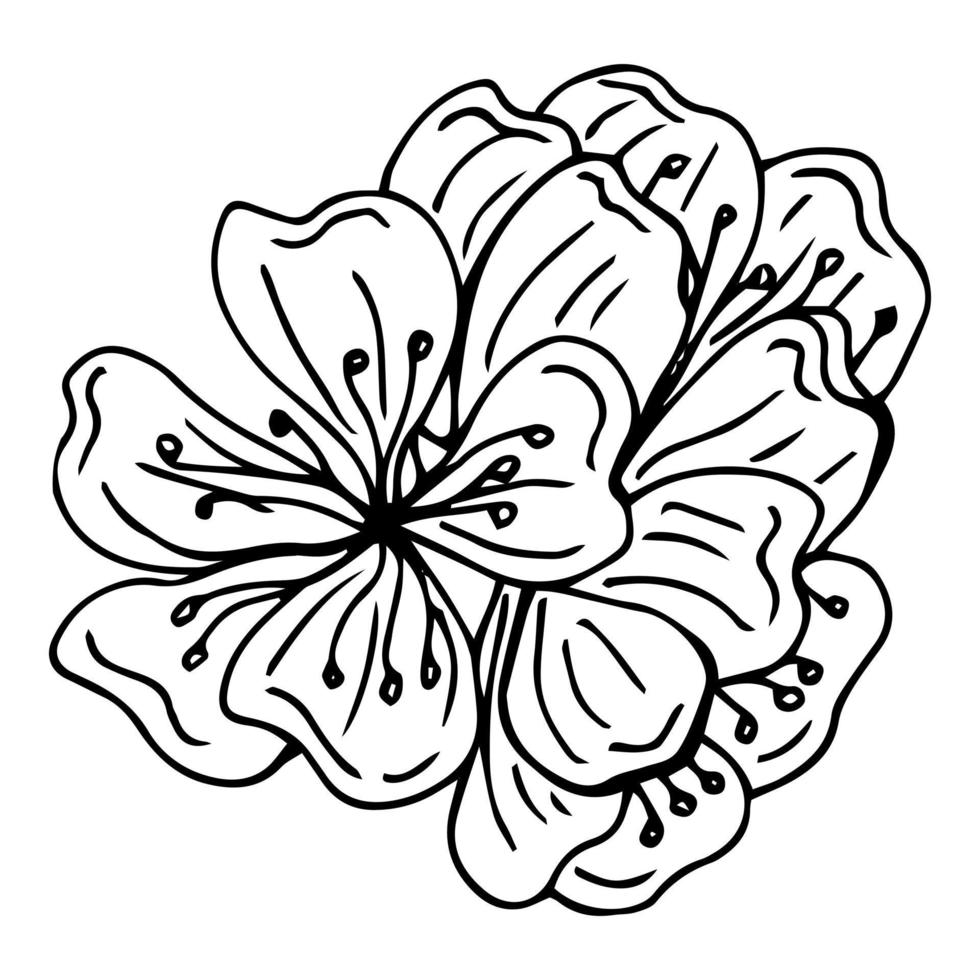 Flower art line. Sakura or Apple blossoms in vector isolated on white background. Spring flowers drawn in black and white line. Icon or symbol of spring and flowers.Doodle outline. Sketch.