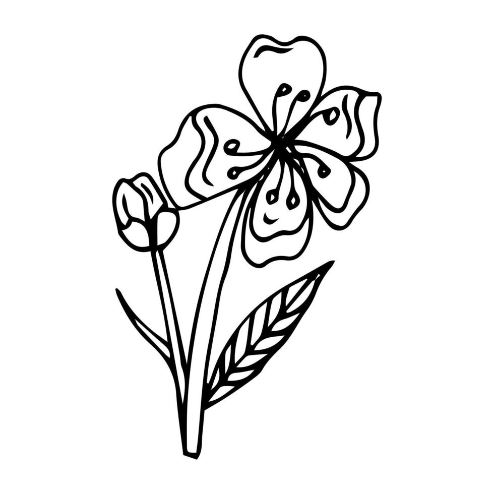 Cute hand drawn isolated sakura branch. Floral vector illustration in black outline and white plane isolated on white background.