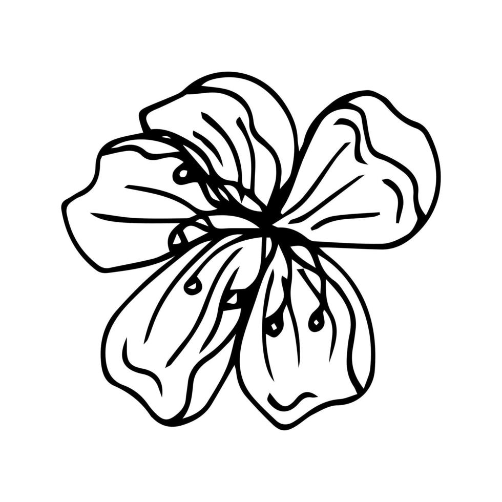 Flower art line. Sakura or Apple blossoms in vector isolated on white background. Spring flowers drawn in black and white line. Icon or symbol of spring and flowers.Doodle outline. Sketch.