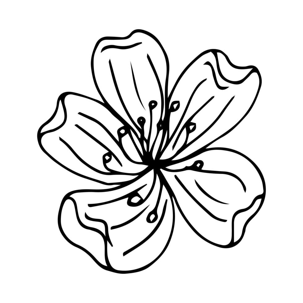 línea de arte floral. flores de sakura o manzana en vector aislado sobre fondo blanco. flores de primavera dibujadas en línea blanca y negra. icono o símbolo de la primavera y las flores. contorno del doodle. bosquejo.