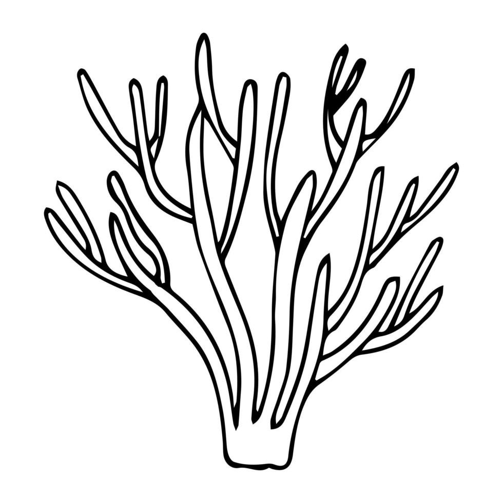 Vector isolated simple contour coral template. Colorless black line coral branch outline doodle sketch.