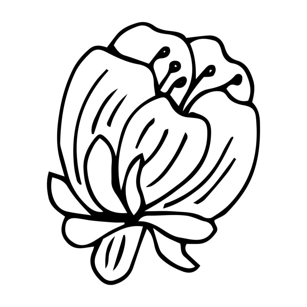 línea de arte floral. flores de sakura o manzana en vector aislado sobre fondo blanco. flores de primavera dibujadas en línea blanca y negra. icono o símbolo de la primavera y las flores. contorno del doodle. bosquejo.