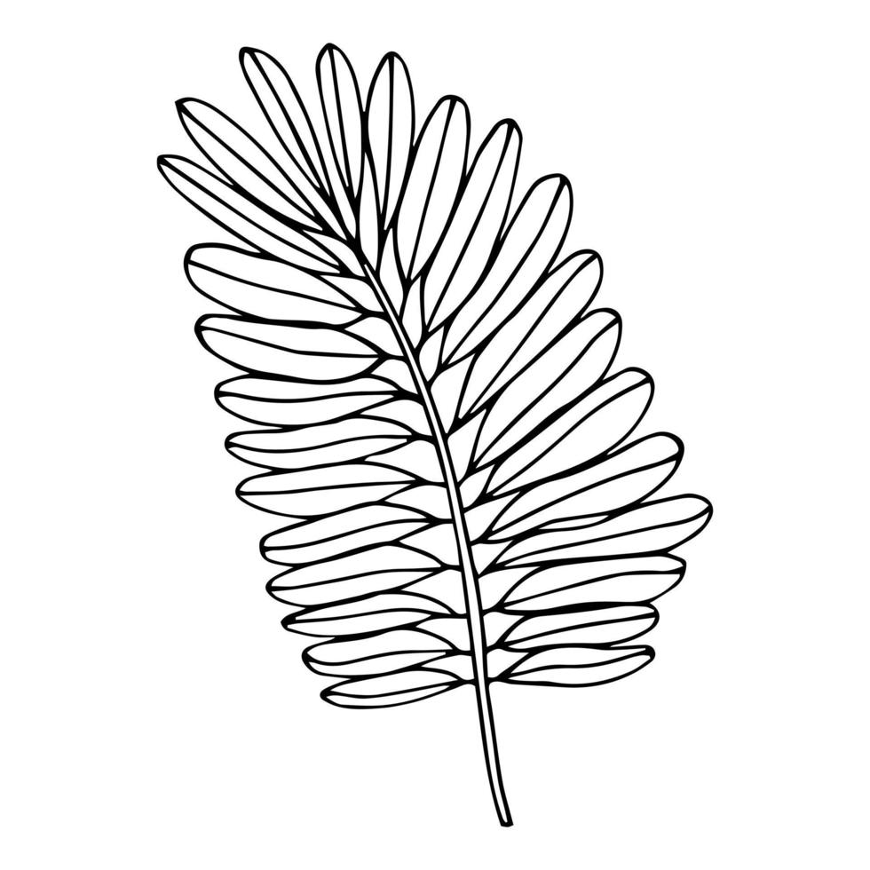 hojas de palma tropical en estilo boceto, ilustración vectorial aislada. hoja de palmera en estilo de garabato lineal. impresión botánica minimalista de hojas exóticas, diseño de bocetos. vector