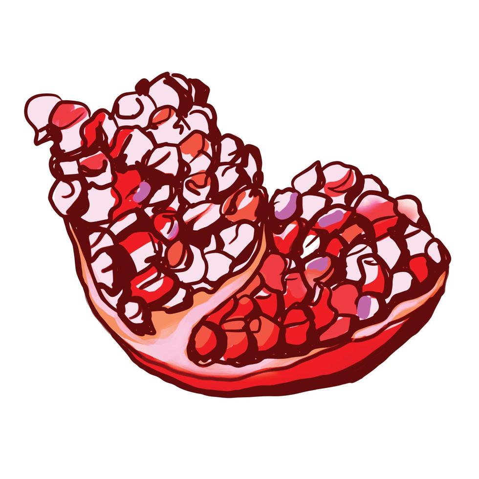Pomegranate Fruit. pomegranate grains isolated on white background vector