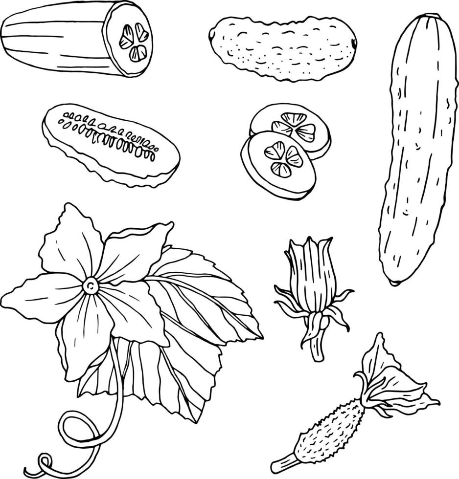 conjunto de contorno blanco y negro con pepinos. esquema monocromático de pepinos, rodajas de pepino, flores y hojas aisladas en blanco vector