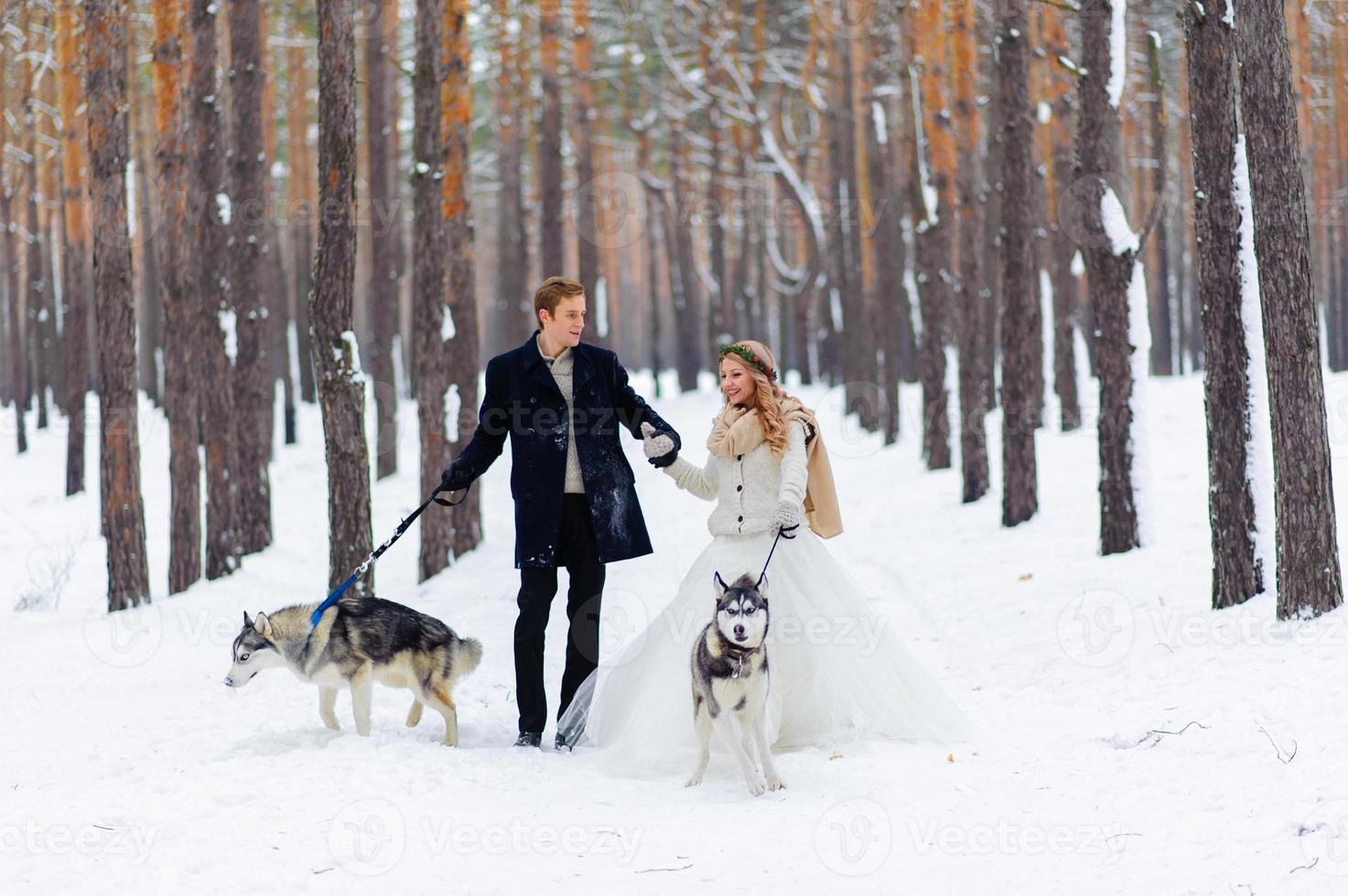 alegres recién casados caminan por el sendero en el bosque nevado con dos perros siberianos. boda de invierno. obra de arte copie el espacio foto