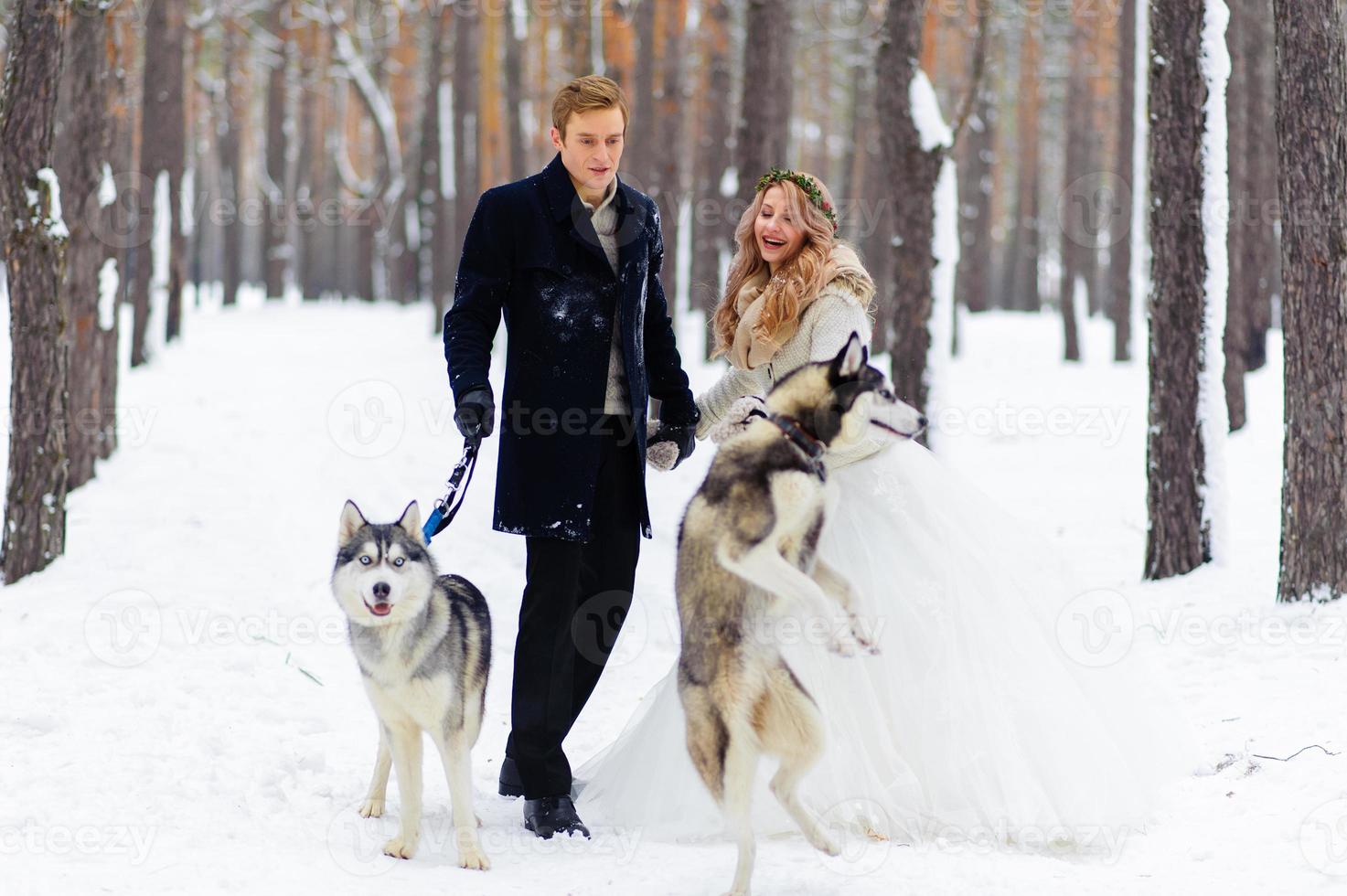 Cheerful newlyweds walks on the trail in the snowy forest with two siberian dogs. Winter wedding. Artwork. Copy space photo